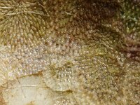 Haplopoma graniferum