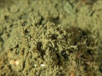 Molgula oculata, Sea Squirt