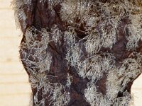 Scruparia chelata 3, Koehoornmosdiertje, Saxifraga-Foto Fitis-Sytske Dijksen