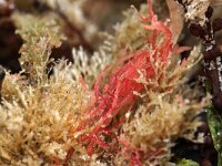 Scruparia chelata 4, left, Koehoornmosdiertje, Saxifraga-Foto Fitis-Sytske Dijksen