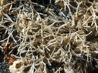 Scrupocellaria scruposa