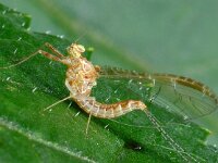 Ephemeroptera, Haften, Mayflies