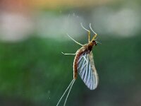 Cloeon dipterum 3, Gewone tweevleugel, Saxifraga-Ben Delbaere