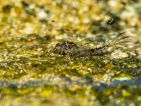 Ephemerella ignita 2, Geringde driestaart, nymph, Saxifraga-Bart Heijne : 2023, Ede, Ephemerella ignita, Ephemeroptera, april, eendagsvlieg, geringde driestaart, haften, insect, larve, nymf, tuin, vijver, voorjaar