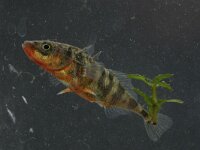 Gasterosteus aculeatus, Three-spined Stickleback