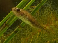 Pungitius pungitius 3, Tiendoornige stekelbaars, Saxifraga-Kees Marijnissen