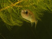 Pungitius pungitius 4, Tiendoornige stekelbaars, Saxifraga-Kees Marijnissen