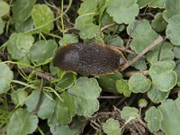 Arion rufus 10, Grote wegslak, Saxifraga-Willem van Kruijsbergen