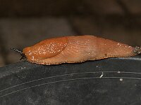 Arion sp