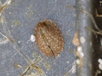 Emarginula fissura