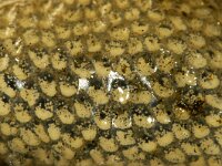 Euspira catena 5, Grote tepelhoren, eggs, Saxifraga-Foto Fitis-Sytske Dijksen