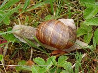 Helix pomatia 20, Wijngaardslak, Saxifraga-Hans Grotenhuis