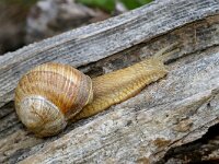 Helix pomatia 26, Wijngaardslak, Saxifraga-Foto Fitis-Sytske Dijksen