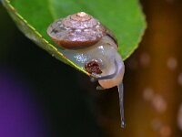 Hygromia cinctella 3, Gekielde loofslak, Saxifraga-Tom Heijnen