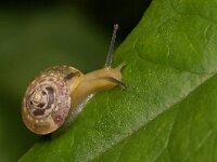 Hygromia cinctella 7, Gekielde loofslak, Saxifraga-Tom Heijnen