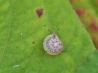 Hygromia cinctella 9, Gekielde loofslak, Saxifraga-Tom Heijnen