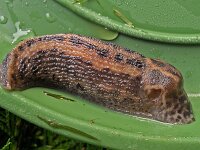 Limax maximus 9, Grote aardslak, Saxifraga-Ab H Baas