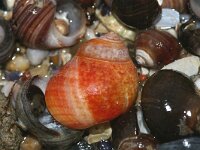 Littorina littorea 5, Gewone alikruik, Saxifraga-Foto Fitis-Sytske Dijksen