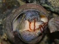 Littorina littorea 7, Alikruik, Saxifraga-Foto Fitis-Sytske Dijksen