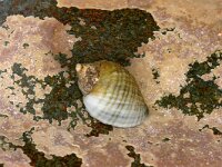 Nucella lapillus 2, Purperslak, Saxifraga-Foto Fitis-Sytske Dijksen