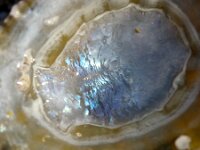 Patella sp