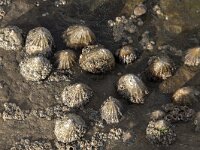 Patella vulgata 3, Schaalhoren, Saxifraga-Willem van Kruijsbergen