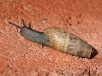 Rumina decollata 2, Saxifraga-Foto Fitis-Sytske Dijksen