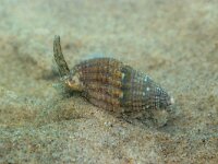 Tritia 5, sp, Fuikhoren, Saxifraga-Foto Fitis-Sytske Dijksen