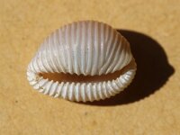 Trivia 2 sp, Koffieboontjes, Saxifraga-Foto Fitis-Sytske Dijksen