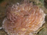 Aeolidia papillosa 10, Vlokkige zeenaaktslak, Saxifraga-Foto Fitis-Sytske Dijksen