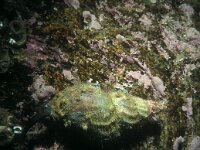 Buccinum undatum 9, Wulk, Saxifraga-Eric Gibcus