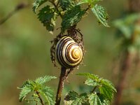 Cepaea nemoralis 10, Zwartgerande tuinslak, Saxifraga-Rudmer Zwerver