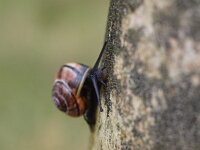 Cepaea nemoralis 15, Zwartgerande tuinslak, Saxifraga-Rudmer Zwerver