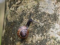 Cepaea nemoralis 16, Zwartgerande tuinslak, Saxifraga-Rudmer Zwerver