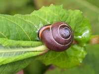 Cepaea nemoralis 5, Zwartgerande tuinslak, Saxifraga-Tom Heijnen