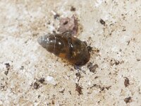 Cochlicopa lubrica 2, Glanzende agaathoren, Saxifraga-Foto Fitis-Sytske Dijksen