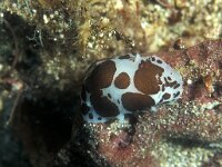 Discodoris atromaculata, Leopard Slug