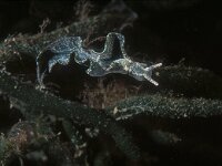 Elysia viridis 10, Groene wierslak, Saxifraga-Eric Gibcus