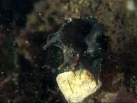 Elysia viridis 4, Groene wierslak, Saxifraga-Eric Gibcus