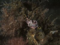 Elysia viridis 9, Groene wierslak, Saxifraga-Eric Gibcus