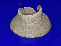 Euspira catena 3, Grote tepelhoren, Saxifraga-Foto Fitis-Sytske Dijksen