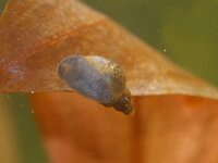 Galba truncatula 2, Leverbotslakje, Saxifraga-Foto Fitis-Sytske Dijksen