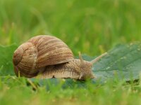 Helix pomatia 17, Wijngaardslak, Saxifraga-Mark Zekhuis