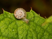 Hygromia cinctella 6, Gekielde loofslak, Saxifraga-Tom Heijnen