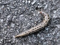 Limax maximus 11, Grote aardslak, Saxifraga-Tom Heijnen