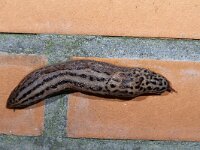 Limax maximus 13, Grote aardslak, Saxifraga-Luc Hoogenstein : tijgerslak
