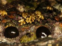 Nucella lapillus 3, Purperslak, eggs, Saxifraga-Foto Fitis-Sytske Dijksen