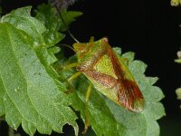 Acanthosoma haemorrhoidale #09362 : Acanthosoma haemorrhoidale, Hawthorn Shieldbug