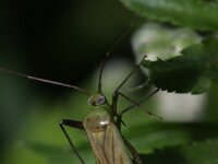 Adelphocoris quadripunctatus 2, Vierpuntsierblindwants, Saxifraga-Rutger Barendse