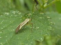 Adelphocoris quadripunctatus N0834 : Adelphocoris quadripunctatus